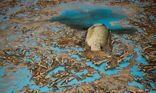 
          Imagem ilustrativa da imagem Após enchente, Grêmio inicia a limpeza da arena e encontra peixe no gramado
          