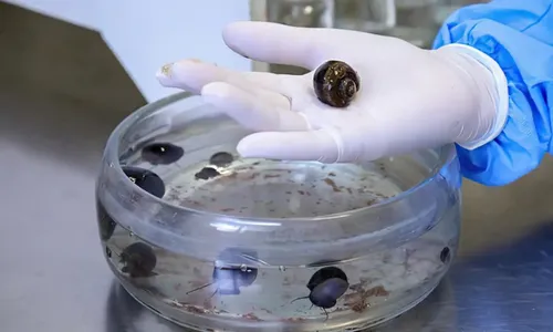 
          Imagem ilustrativa da imagem Após morte, Fiocruz alerta para meningite transmitida por caramujo
          