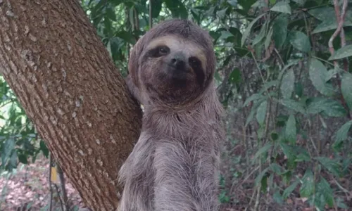 
          Imagem ilustrativa da imagem Bicho-preguiça é resgatado na BR-101 no Norte do ES. Veja fotos
          