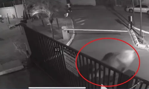 
          Imagem ilustrativa da imagem Bois fogem do frigorífico e assustam moradores de condomínio em MT
          