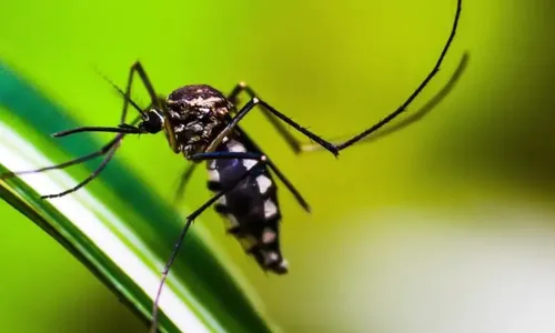 
          Imagem ilustrativa da imagem Brasil chega a 3.000 mortes por dengue em 2024
          