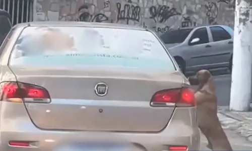 
          Imagem ilustrativa da imagem CPI dos Maus-Tratos investiga abandono de cachorro no Centro de Vitória
          