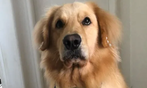 
          Imagem ilustrativa da imagem Cadela de 5 anos morre durante transporte e família recebe corpo em isopor
          