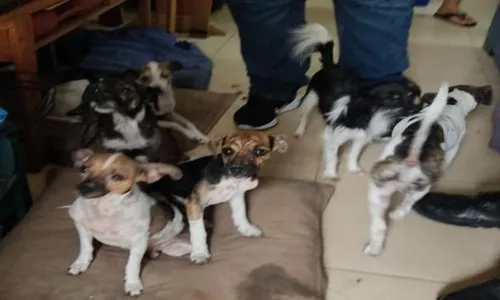 
          Imagem ilustrativa da imagem Cães das raças pinscher são resgatados na Serra após denúncia de agressão
          