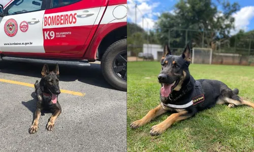 
          Imagem ilustrativa da imagem Cães do Corpo de Bombeiros do ES ajudam a localizar vítima de enxurrada no RS
          