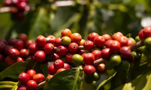 
          Imagem ilustrativa da imagem Café capixaba fica mais “amigo” do meio ambiente
          