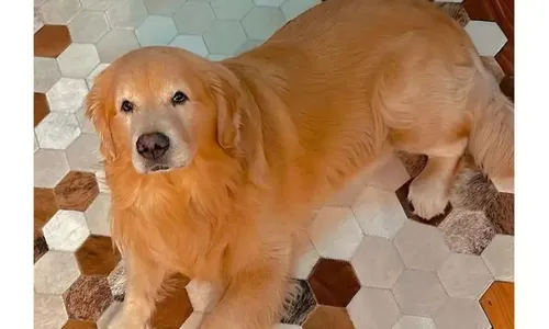 
          Imagem ilustrativa da imagem Justiça decide arquivar inquérito que investigava morte do cão Joca
          