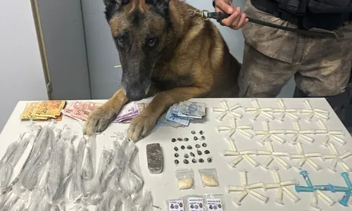 
          Imagem ilustrativa da imagem Cão de faro encontra drogas após denúncias de venda em bairro de Vitória
          