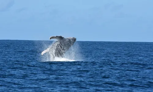 
          Imagem ilustrativa da imagem Começa a temporada de espetáculo das baleias no ES
          