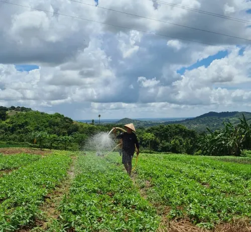 
          Imagem ilustrativa da imagem Confira os destaques do Notícias do Campo deste domingo
          