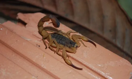 
          Imagem ilustrativa da imagem Criança de 4 anos é picada por escorpião no Norte do ES
          