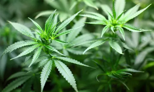 
          Imagem ilustrativa da imagem Cultivo e importação de maconha para uso medicinal é aceita por Justiça brasileira
          