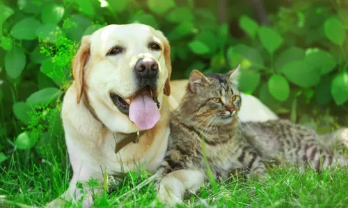 
          Imagem ilustrativa da imagem Deputados do ES aprovam projeto de Lei que proíbe piercing e tatuagem em animais
          