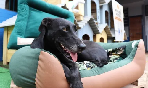 
          Imagem ilustrativa da imagem Detentos de Cascavel (PR) produzem 600 casinhas para cães desabrigados do Sul
          