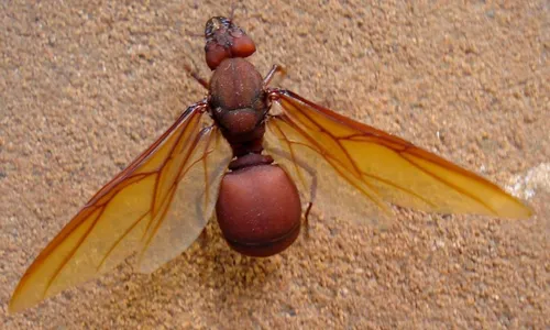 
          Imagem ilustrativa da imagem Especialistas revelam como vai ser a alimentação do futuro
          