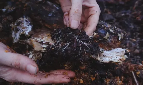 
          Imagem ilustrativa da imagem Especialistas revelam como vai ser a alimentação do futuro
          