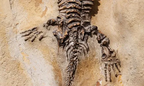 
          Imagem ilustrativa da imagem Fóssil de espécie que viveu há 237 milhões de anos é encontrado por médico no RS
          