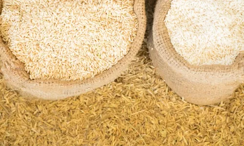 
          Imagem ilustrativa da imagem Governo anula leilão para compra de arroz importado após supostas irregularidades
          