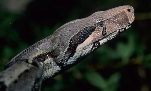 
          Imagem ilustrativa da imagem Jiboia Ronaldo, que se pensava ser macho, surpreende e gera 14 filhotes
          