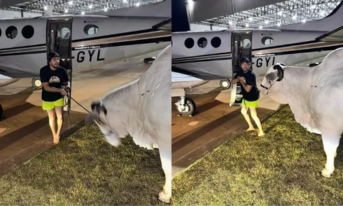 
          Imagem ilustrativa da imagem Nattan tenta levar vaca de Henrique, da dupla com Juliano, após ter cães ‘roubados’
          