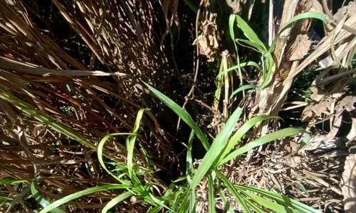 
          Imagem ilustrativa da imagem Pai é preso por arremessar bebê em barranco de 10 metros no ES
          