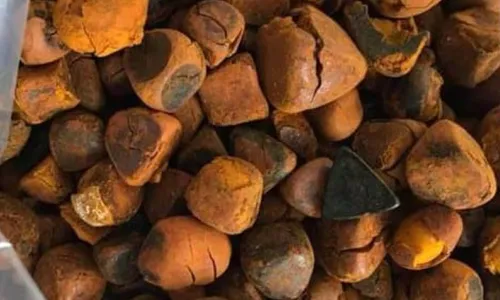 
          Imagem ilustrativa da imagem Pedra de fel, o “cálculo biliar” do boi que vale R$ 100 mil o quilo
          