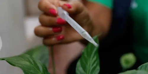 
          Imagem ilustrativa da imagem Pernambuco confirma quarta morte por dengue no Estado, mas novos casos diminuem
          