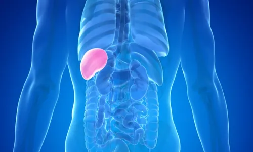 
          Imagem ilustrativa da imagem Podemos viver sem o baço?
          