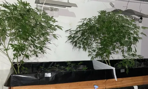 
          Imagem ilustrativa da imagem Polícia encontra estufas clandestinas com plantação de maconha em Aracruz
          