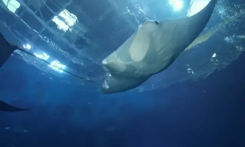 
          Imagem ilustrativa da imagem Raia que estava 'grávida virgem' na verdade sofre de mutação genética rara; entenda
          