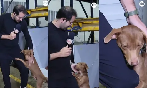 
          Imagem ilustrativa da imagem Repórter do SBT adota cãozinho que abraçou sua perna no Rio Grande do Sul
          