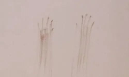 
          Imagem ilustrativa da imagem Suspeito é baleado e morto após assalto em Vila Velha
          