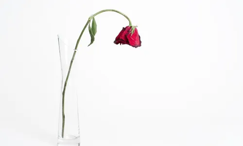 
          Imagem ilustrativa da imagem Todo amor morre
          