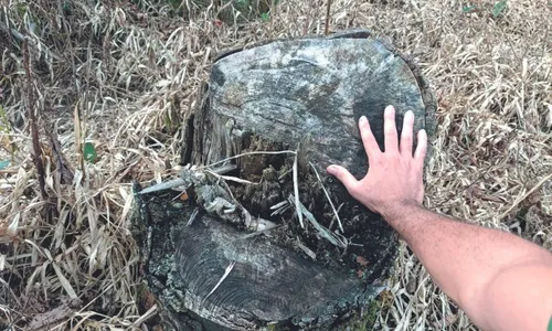 
          Imagem ilustrativa da imagem Uso da tecnologia para ajudar no combate ao desmatamento no ES
          