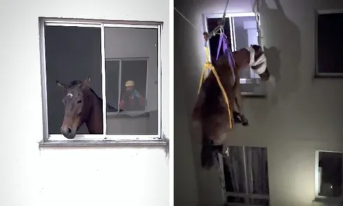 
          Imagem ilustrativa da imagem VÍDEO | Égua é resgatada do 3º andar de prédio residencial no RS
          