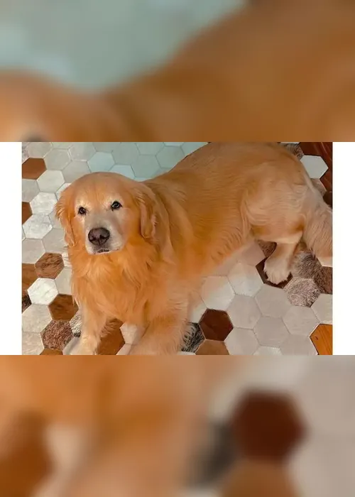 Imagem ilustrativa da imagem Lei Joca: Câmara aprova projeto que regulamenta transporte de pets em avião