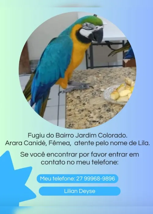 Imagem ilustrativa da imagem Família de Vila Velha procura Lila, arara-canindé que fugiu neste sábado