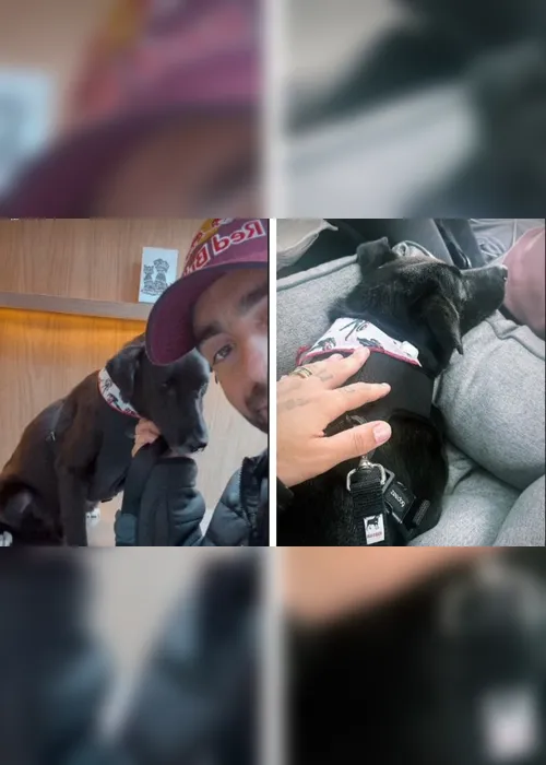 Imagem ilustrativa da imagem Pedro Scooby vai adotar cachorro que resgatou nas enchentes do RS: "Conexão"
