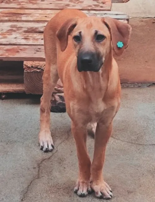 Imagem ilustrativa da imagem Minha história com meu cão: “Venci a síndrome do pânico por causa da minha Malu”