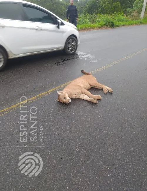 Imagem ilustrativa da imagem Onça parda morre atropelada ao atravessar rodovia no Sul do Espírito Santo