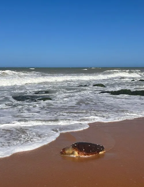 Imagem ilustrativa da imagem Tartaruga é encontrada morta em praia de Vila Velha