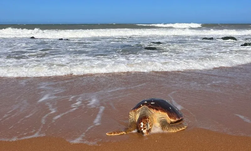 Imagem ilustrativa da imagem Tartaruga é encontrada morta em praia de Vila Velha