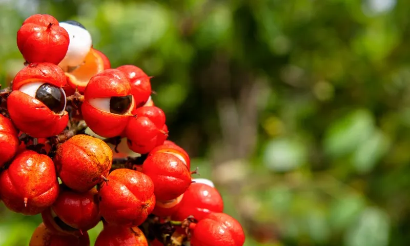 Imagem ilustrativa da imagem Três frutas brasileiras estão entre as melhores do mundo