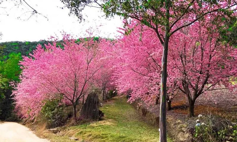 Imagem ilustrativa da imagem Bosques de cerejeiras cancelam visitação no ES