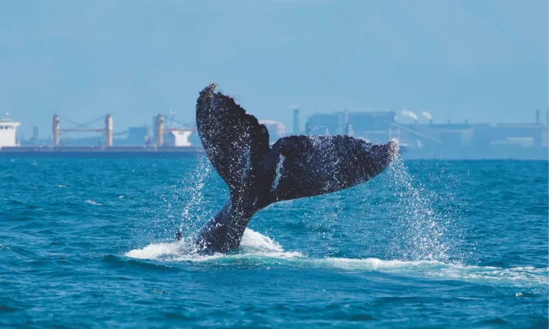 Imagem ilustrativa da imagem Capital capixaba dá show de beleza na terra e no mar