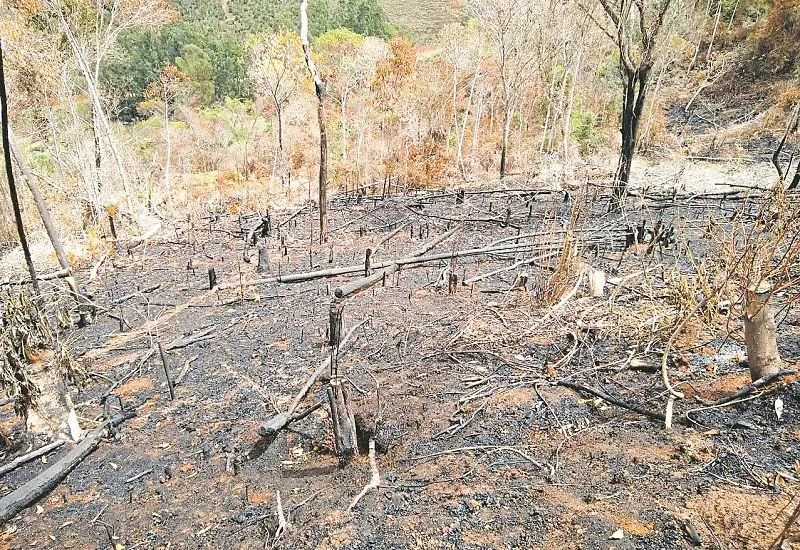 Imagem ilustrativa da imagem FPA cobra punição severa para crime de incêndio e quer aprovação do pacote antifogo