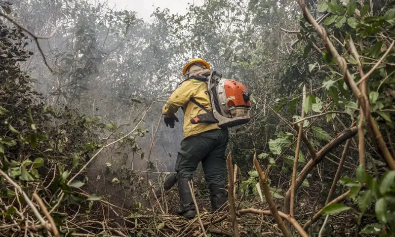 Imagem ilustrativa da imagem Governo Lula quer proibição do fogo e crédito extraordinário para Amazônia