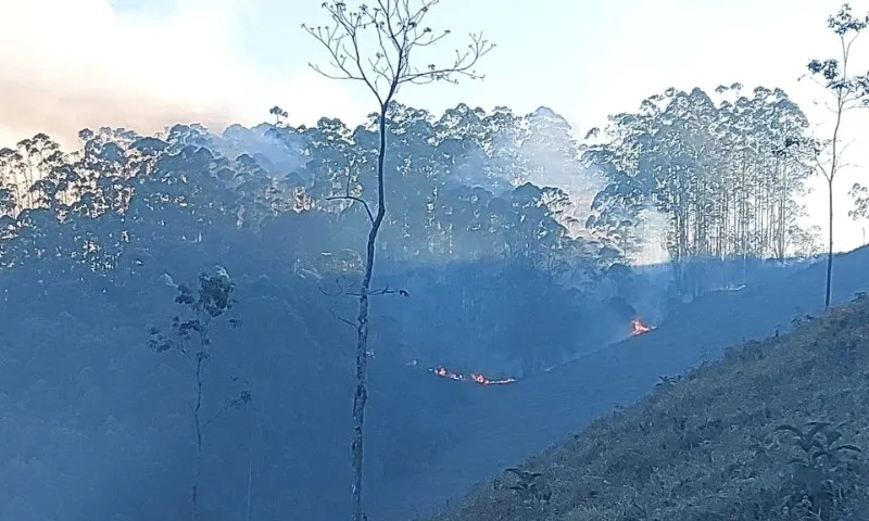 Imagem ilustrativa da imagem Homem é preso suspeito de provocar incêndio em Domingos Martins