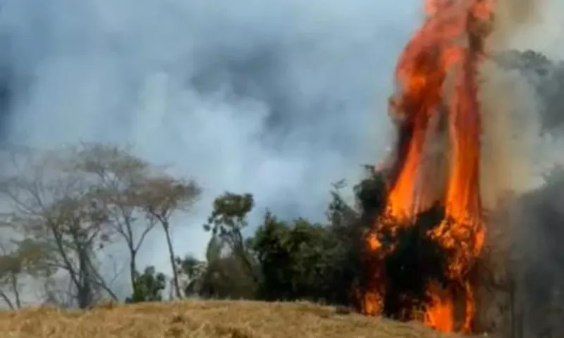 Imagem ilustrativa da imagem Incêndio destrói mais de 100 hectares em propriedades no Sul do ES