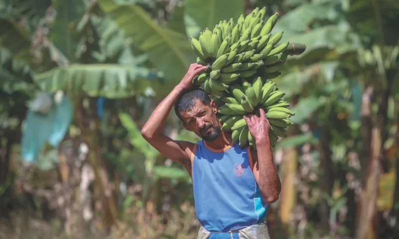 Imagem ilustrativa da imagem Luta contra fungo que pode extinguir bananas